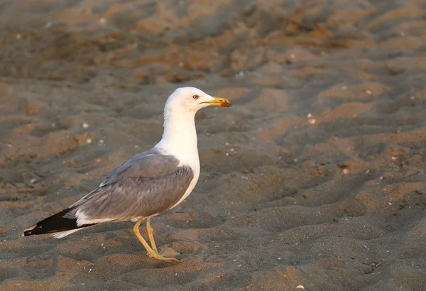 Чайка на пляже летом — стоковое фото