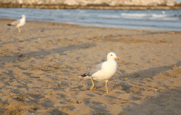 Mewa na plaży latem — Zdjęcie stockowe