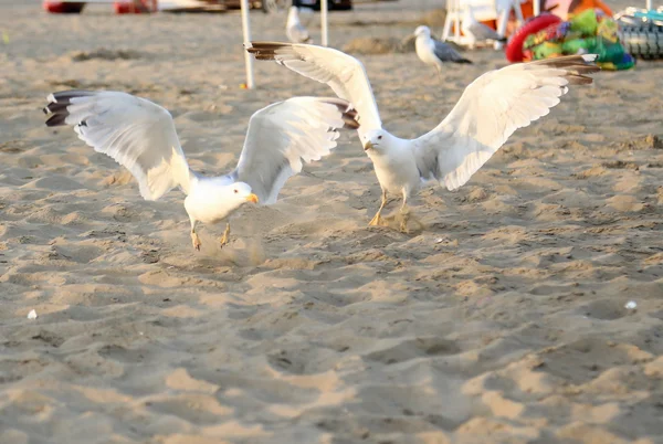 Белые чайки на пляже в летнее время — стоковое фото