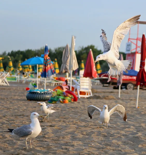 Mouettes à la plage en été — Photo