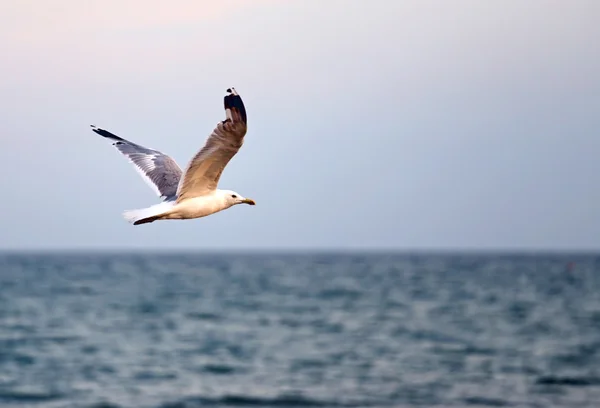 Gaviota volando sobre el mar agitado —  Fotos de Stock