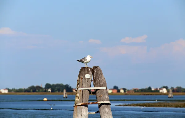 夏天白色海鸥在海 — 图库照片