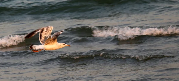 Zeemeeuw die over de ruwe zee vliegt — Stockfoto