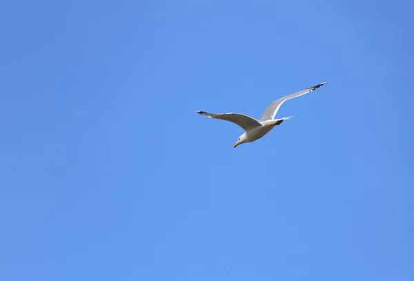 Gratis witte zeemeeuw, vliegen — Stockfoto