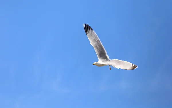 Gratis witte zeemeeuw, vliegen in de lucht — Stockfoto