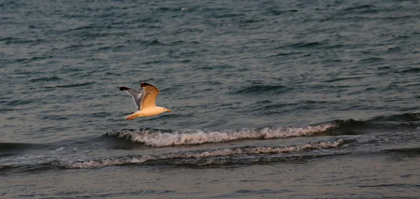 Zeemeeuw die over de ruwe zee vliegt — Stockfoto