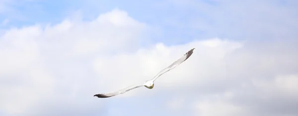 Летающая белая чайка — стоковое фото