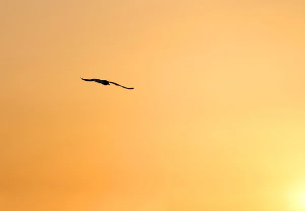 Muazzam kanat uçan martı — Stok fotoğraf