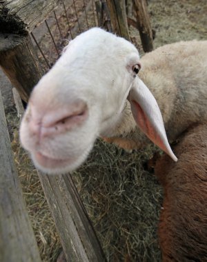 Namlu balıkgözü lens ile fotoğraflandı bir koyun kapatın