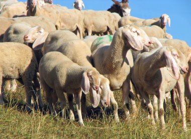 birçok koyun otlatma akın