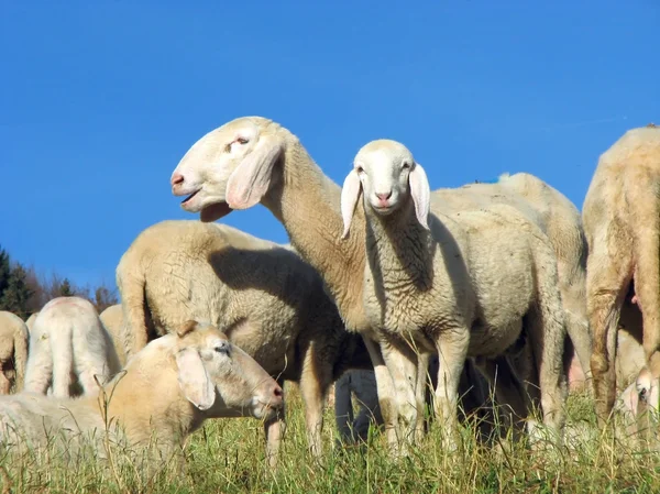 Flock with many sheep grazing — Stockfoto