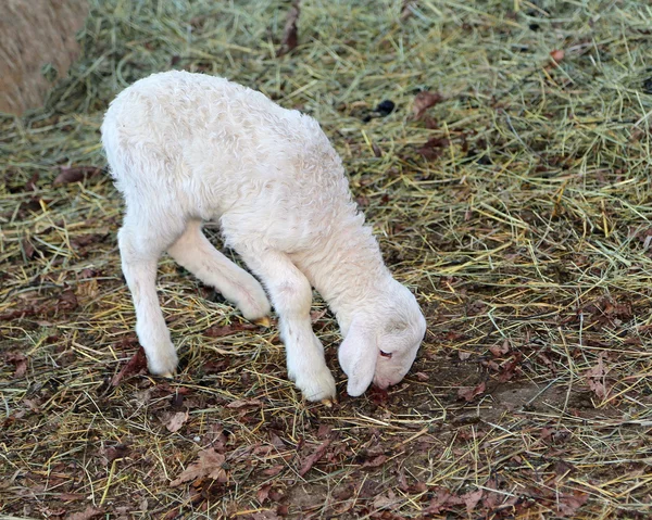 Lamb with soft woolen white fur — Stock Photo, Image