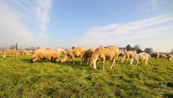 Rebanho com muitas ovelhas pastando — Fotografia de Stock