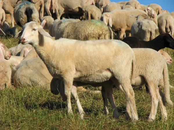 Flock with sheep grazing — Stockfoto