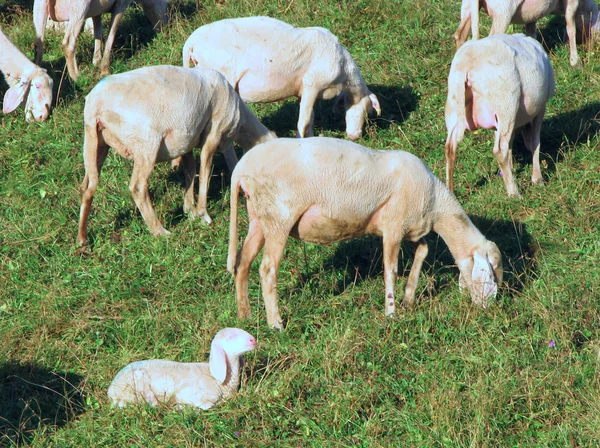 Flock with sheep grazing — Stock Photo, Image