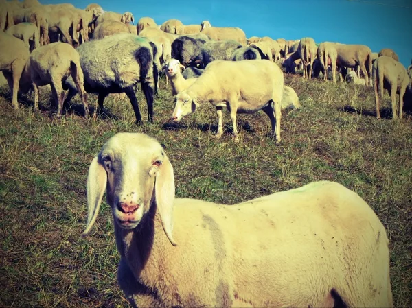Стадо з великою кількістю овець — стокове фото