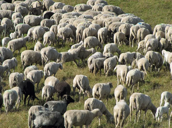 Flock with many sheep grazing — Stockfoto