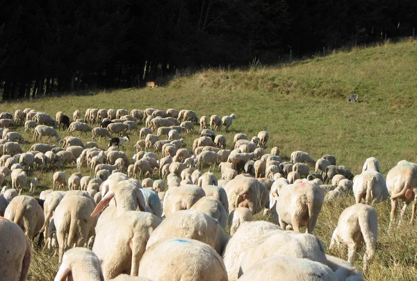 Flock with many sheep grazing — Stockfoto