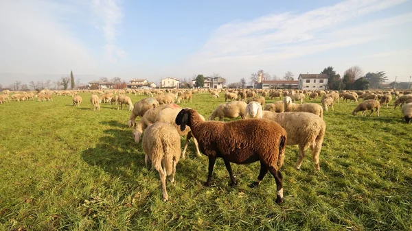 Rebaño con muchas ovejas —  Fotos de Stock