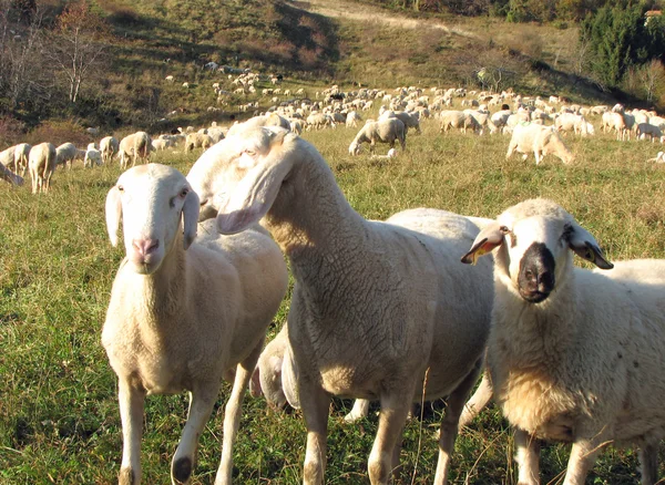 Rebanho com muitas ovelhas pastando — Fotografia de Stock