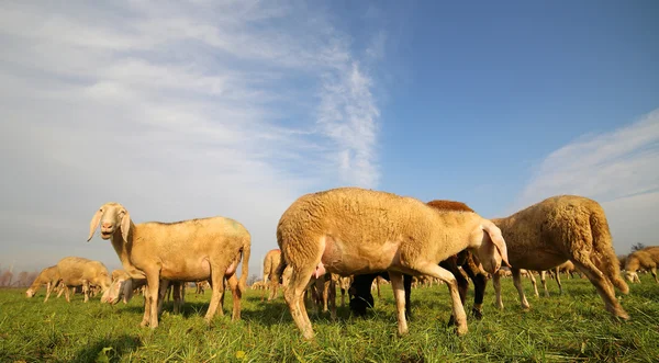 Flock with many sheep grazing — ストック写真