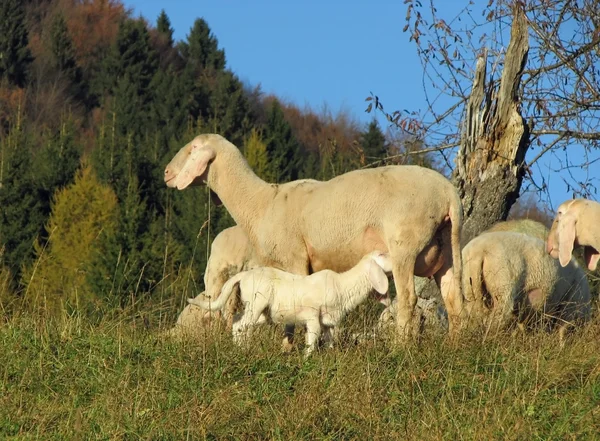 Flock with sheep grazing 1 — Stock Photo, Image