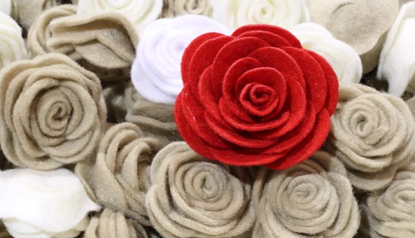 Enkele rode roos en veel rozen — Stockfoto