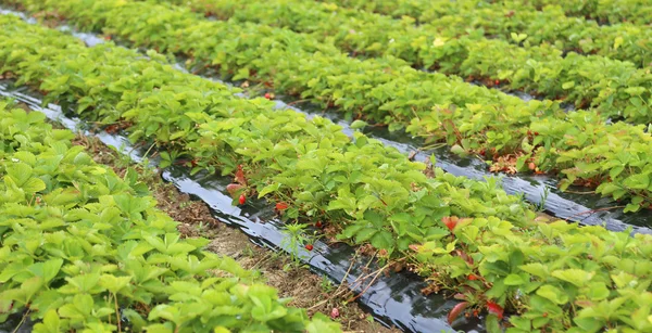 A lot of growing strawberry plants protected with a black cloth — Stock Photo, Image