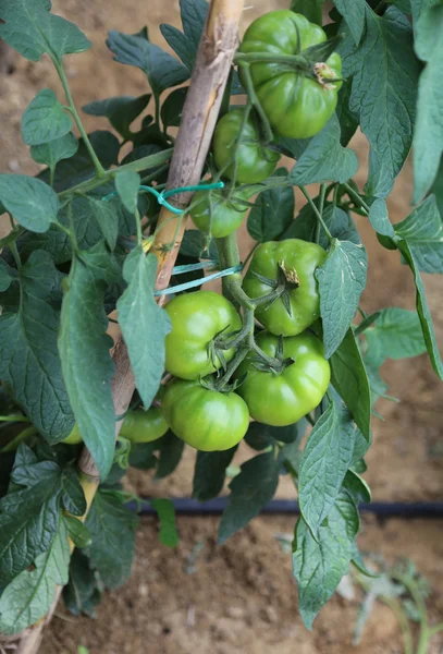Yaz bahçesinde büyük yeşil domates — Stok fotoğraf