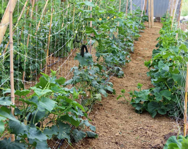 Las plantas de los pepinos verdes en el invernadero — Foto de Stock