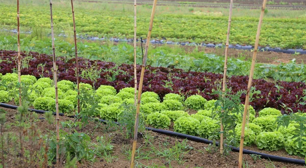 Fields on farmland with lettuce and radicchio — Stockfoto