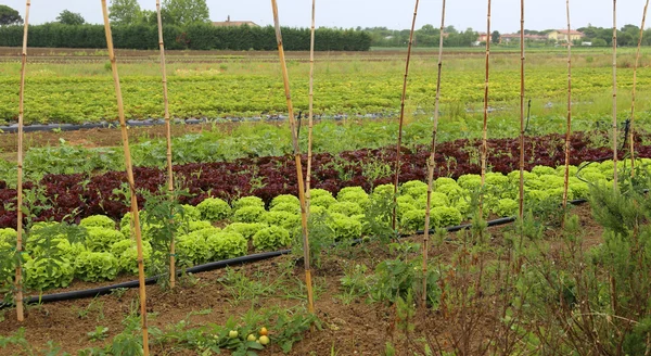 Big green lettuce and radicchio in large vegetable garden — ストック写真