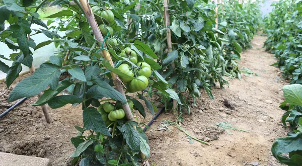 Gewächshaus für den Anbau von grünen Tomaten — Stockfoto