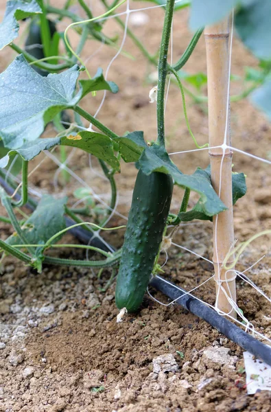 Groene volwassen komkommers groeien op wijnstokken — Stockfoto