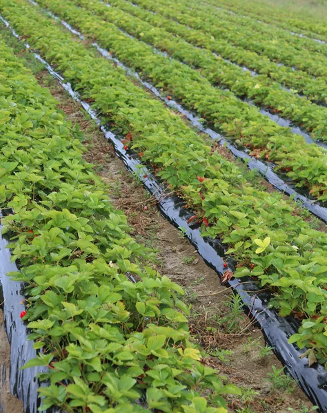 Intensiv odling i ett stort område av röda jordgubbar — Stockfoto