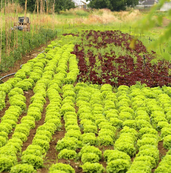 緑のレタスと赤チコリー栽培菜園 — ストック写真