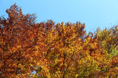 sonbahar ve mavi gökyüzünde renkli yaprakları