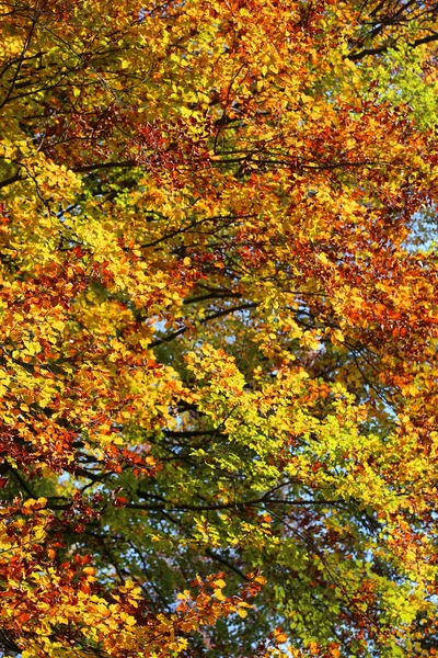 榆树山毛榉和其他树与梦幻般五颜六色的叶子 — 图库照片