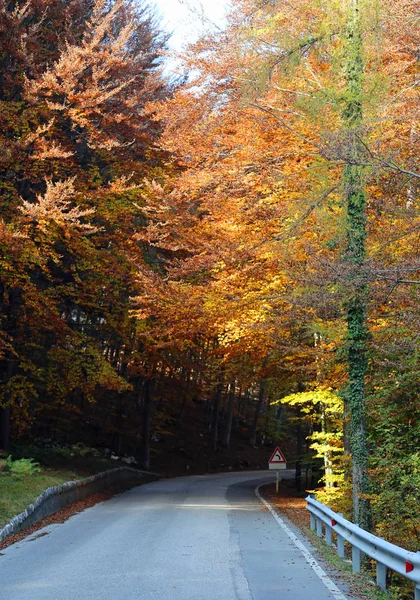 Bomen met kleurrijke bladeren in de herfst in de bergen — Stockfoto