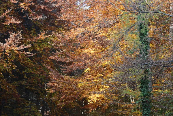 Bomen met prachtige kleurrijke bladeren in de herfst — Stockfoto