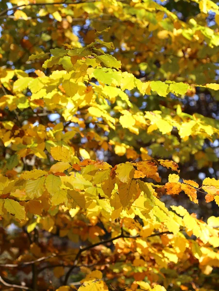 Bäume mit bunten Blättern im Herbst in den Bergen — Stockfoto