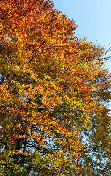 Faias e outras árvores com belas folhas coloridas no outono — Fotografia de Stock