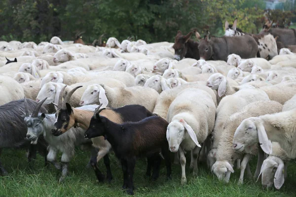 Large herd sheep with goats and donkeys — Stock Photo, Image