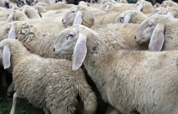 Ovinos com espigas longas pastando durante a transumância — Fotografia de Stock