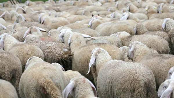 Många får med lång päls i flocken — Stockfoto