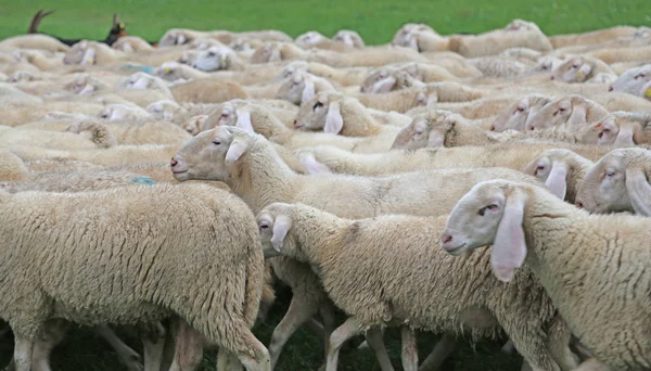 Många får med lång päls i flockar i vintern betar — Stockfoto