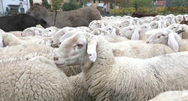 Große Schafherde mit langen Ohren und dickem Wollpelz — Stockfoto