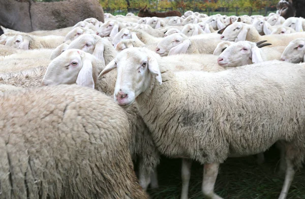 Sheep with thick white fur in a herd with lots of sheep — Stock Photo, Image