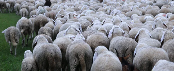 Many sheep in winter during the transhumance — Stock Photo, Image