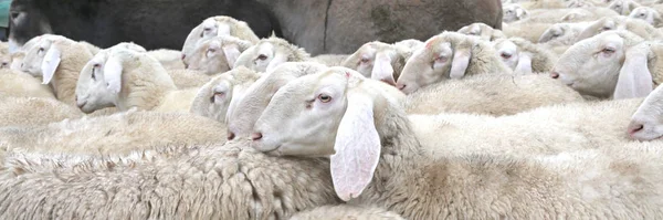 Schafe mit langen Ohren und dickem Wollfell grasen — Stockfoto